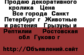 Продаю декоративного кролика › Цена ­ 500 - Все города, Санкт-Петербург г. Животные и растения » Грызуны и Рептилии   . Ростовская обл.,Гуково г.